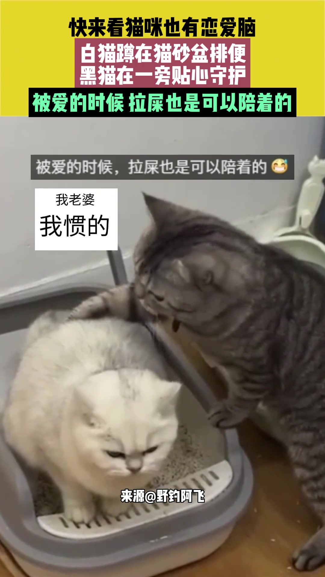 眼里有活，拉屎也是可以帮忙的~