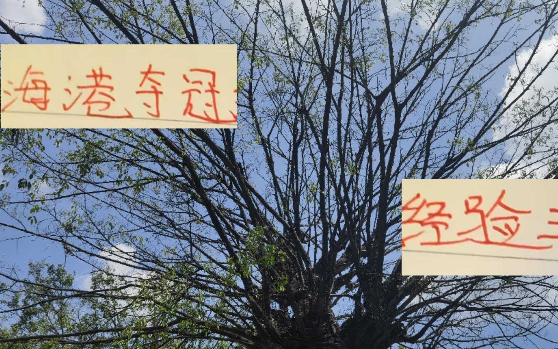 10年里！前四的球队只有海港有中超联