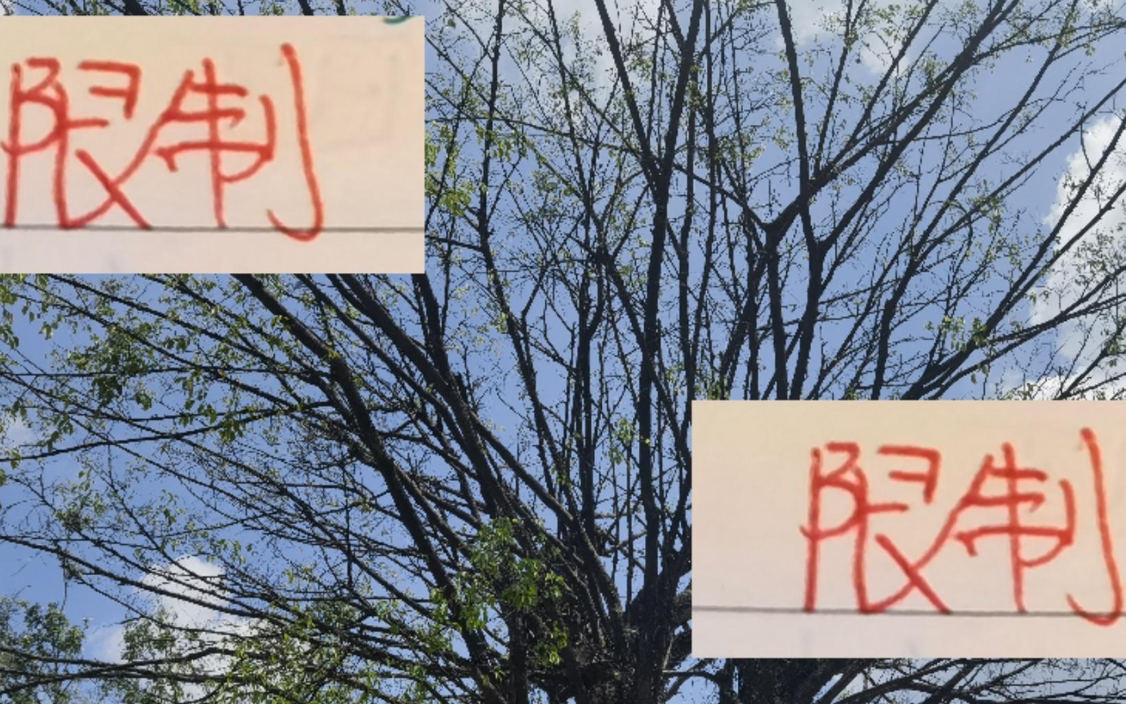 又是工资帽又是限制外援中超三连冠海港在亚冠也无能为力