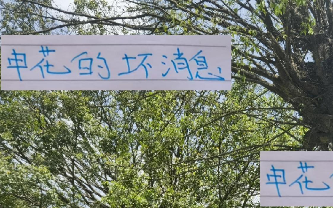 战泰山还有不到72个小时！申花迎来最大坏消息他们前锋缺席6周