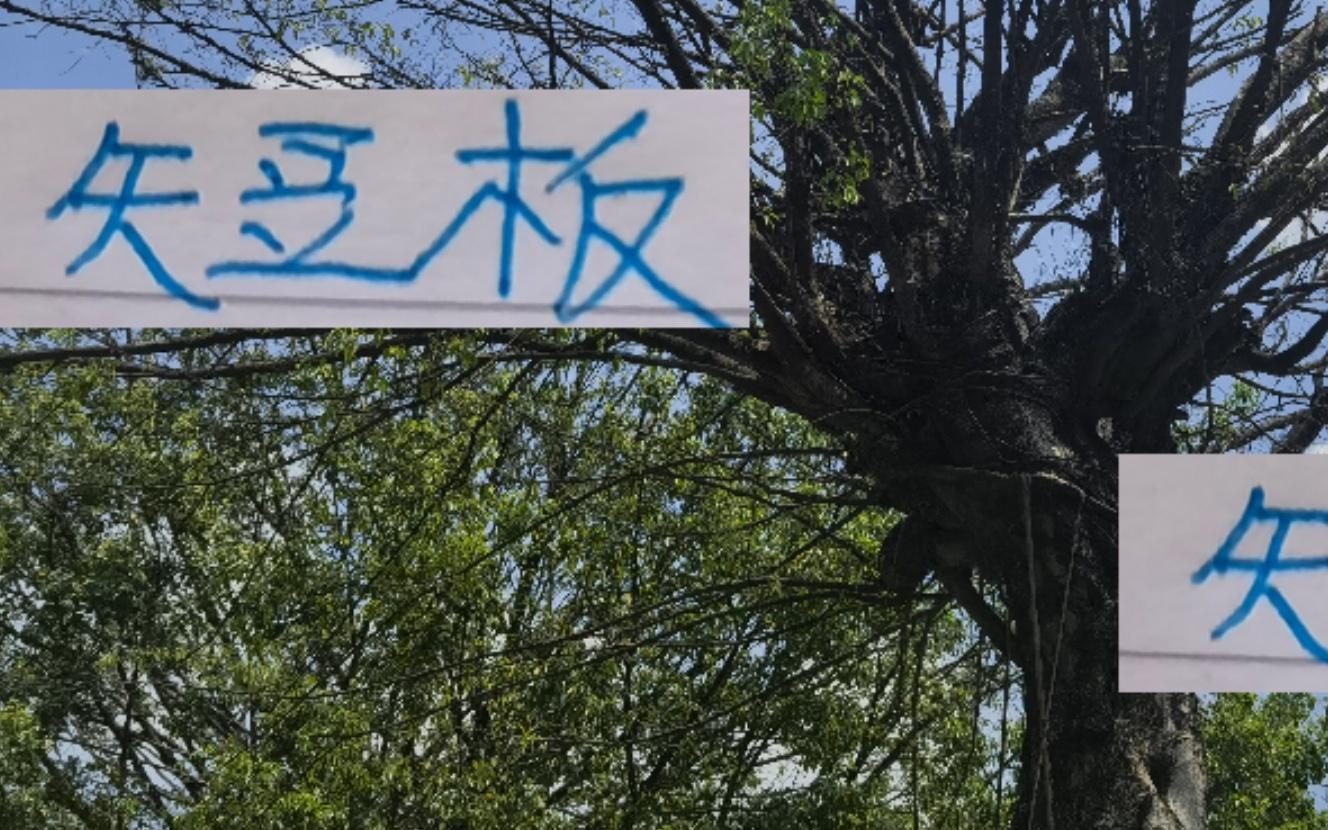 申花最大短板外援前锋很菜而海港最大优点就是前锋给力